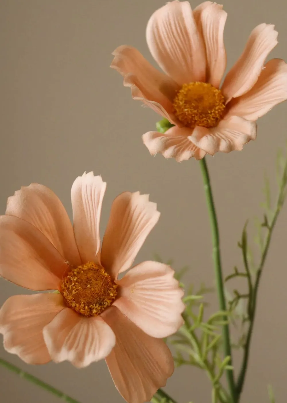 Botané Flower stems