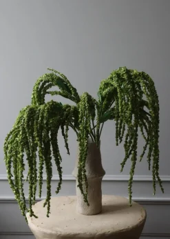 Botané Flower stems