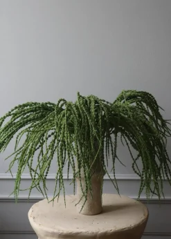 Botané Flower stems