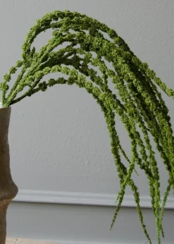 Botané Flower stems