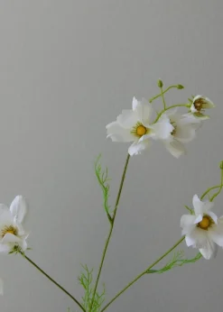 Botané Flower stems Large Cosmo Daisy white Outlet