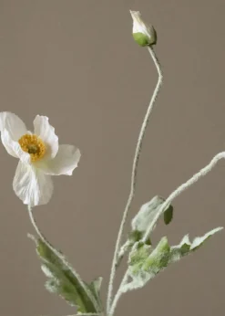 Botané Flower stems White Poppy Flower Online