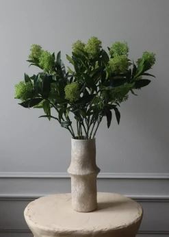 Botané Flower stems Skimmia Berry Branch green Hot