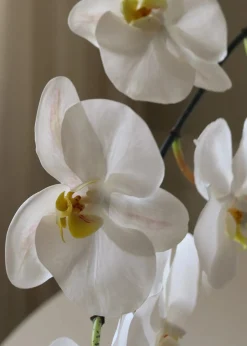 Botané Flower stems White Large Orchid Fashion