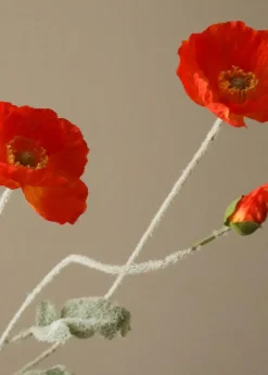 Botané Flower stems Dark Orange Poppy Flower New