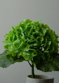 Botané Flower stems Hydrangea green Hot