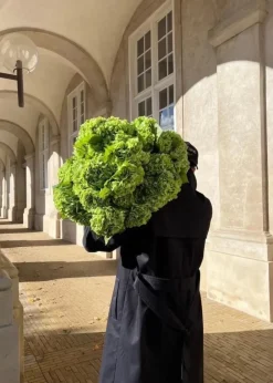 Botané Flower stems Hydrangea green Hot