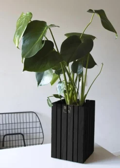 SQUARELY CPH GrowSMALL Black Ash Discount