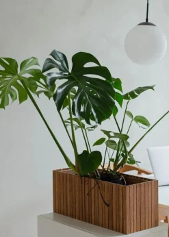 SQUARELY CPH GrowWIDE Dark Oak Sale