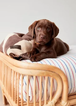 OYOY ZOO Otto Dog Bed Medium Best