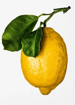 New Mags The Gourmand's Lemon. A Collection of Stories and Recipes